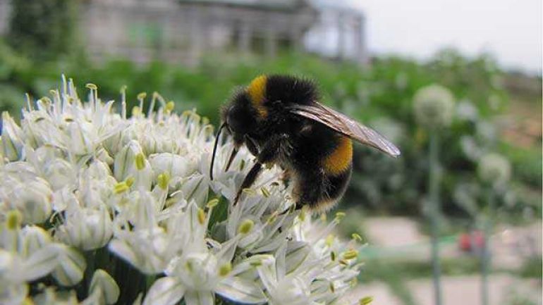Hummel