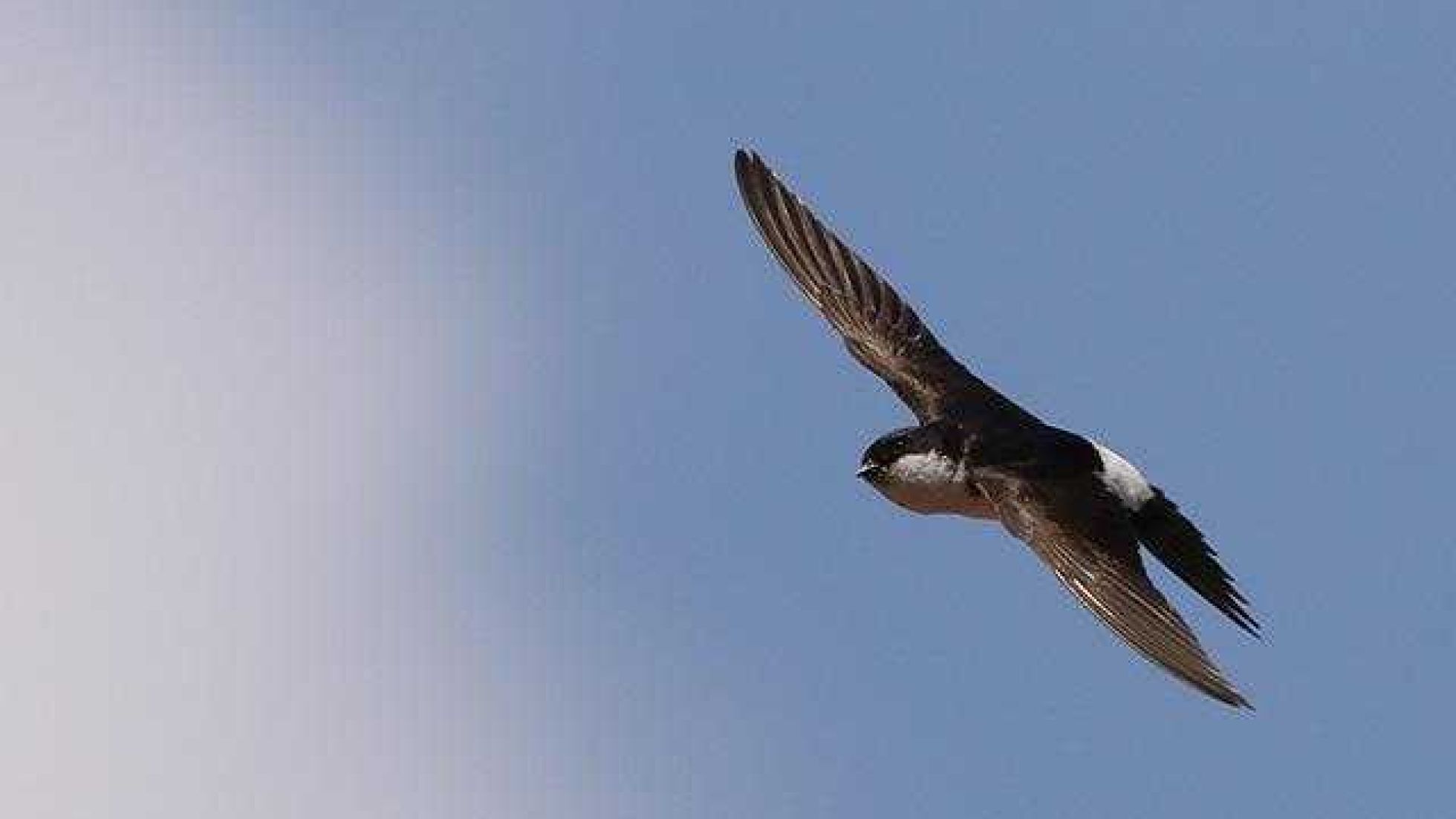 copyright: Ferdinand Schmeller Mehlschwalbe im Flug - gut sichtbar: Der weiße Bürzel zwischen den schwarzen Stoßfedern und dem schwarzen Rücken