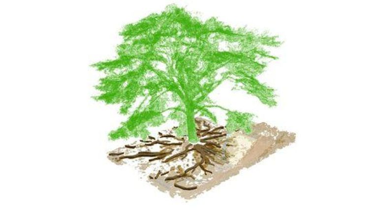 copyright: Geosphere Austria - Mag. Dr. Mario Wallner, mit freundlicher Genehmigung Wiener Wohnen Visualisierung einer Libanonzeder