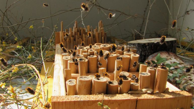 Ein Insektenhotel mit Wildbienen und verschiedenen Zweigen im Hintergrund.