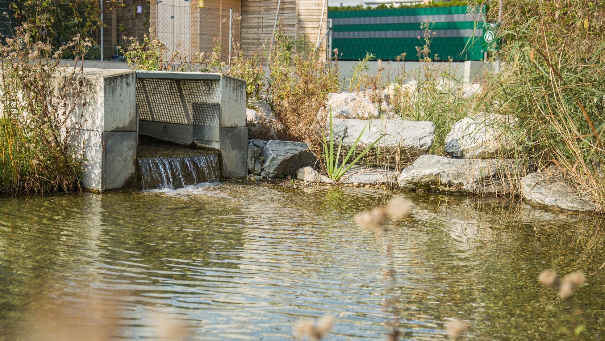 Regenwassernutzung in Form eines Teichs mit Pflanzen rundherum.