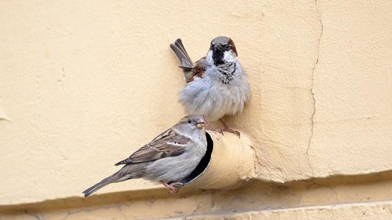 copyright: Lisa Lugerbauer - BirdLife Österreich Haussperlinge am Nistplatz