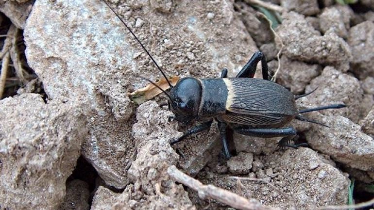 Schwarzes Insekt mit Fühlern und Springbeinen
