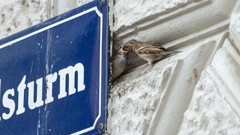 copyright: Wiener Wildnis Haussperlinge an einen Straßenschild