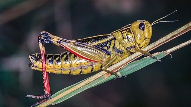 Beiges Insekt mit schwarzer Musterung, Fühlern und Sprungbeinchen