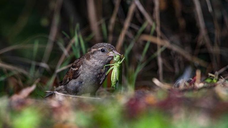 copyright: Matthäus Greilhuber Haussperling mit Insekt