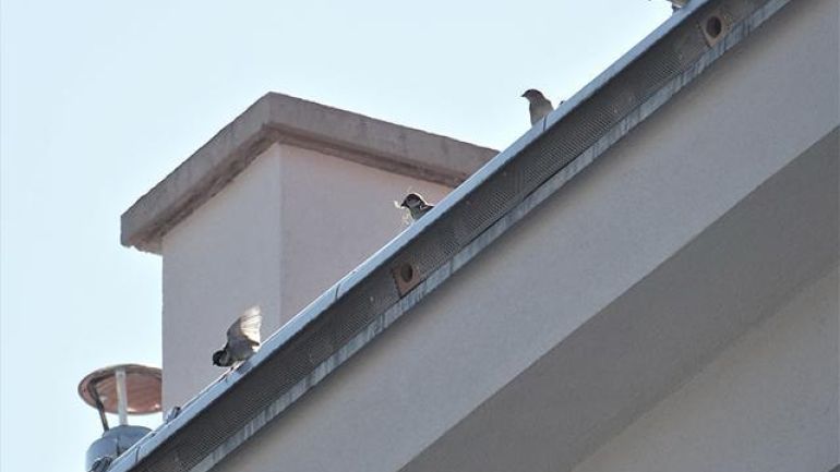 copyright: Karin Schlechta Haussperlinge auf einem Dach mit Ersatz-Nistmöglichkeiten