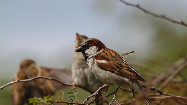 copyright: Ferdinand Schmeller - Stadt Wien Umweltschutz Haussperlinge im Geäst