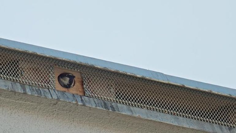Ersatz-Nistmöglichkeiten auf einem Dach