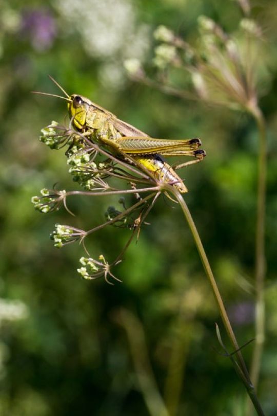 copyright: Richard Schmögner Heuschrecke auf einer Pflanze