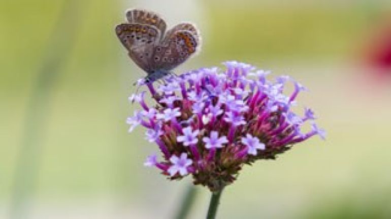copyright: Richard Schmögner Schmetterling auf einer Blume