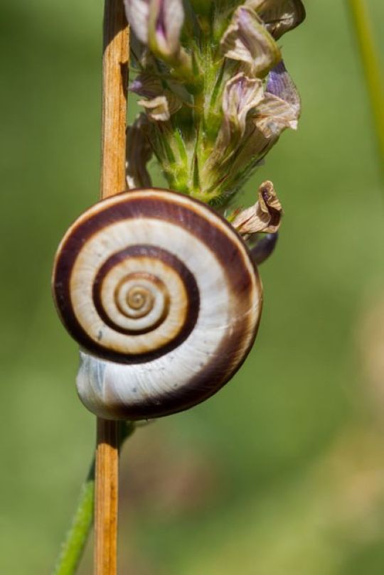 copyright: Richard Schmögner Schnecke auf einer Pflanze