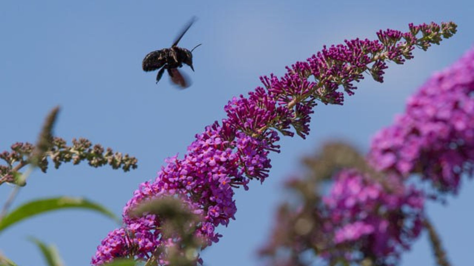copyright: Richard Schmögner Blühende Pflanze mit Insekt