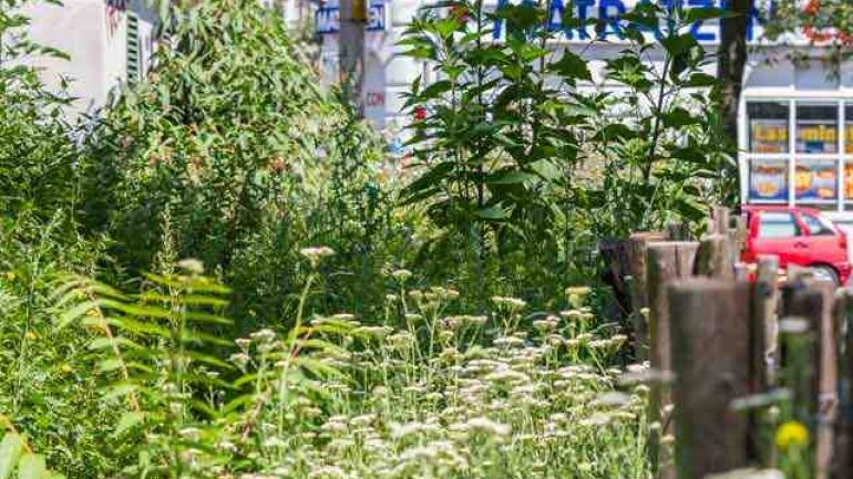 copyright: Richard Schmögner Gürtelwiese mit Straße im Hintergrund