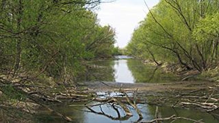 copyright: Dr. Jürgen Rienesl Auwald bei Wien