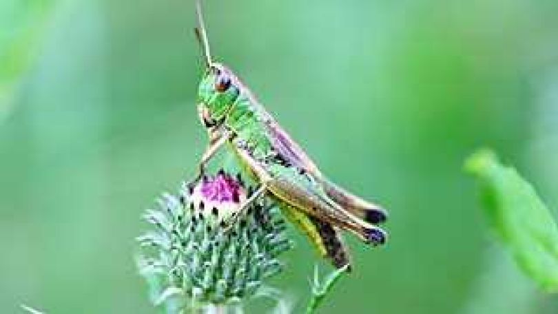 "Gemeiner Grashüpfer" auf einer Distel