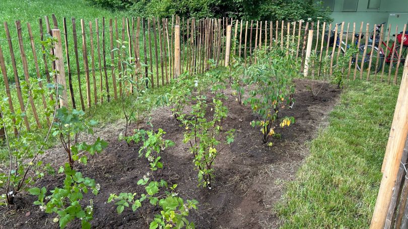 Frisch gepflanzte Beerensträucher