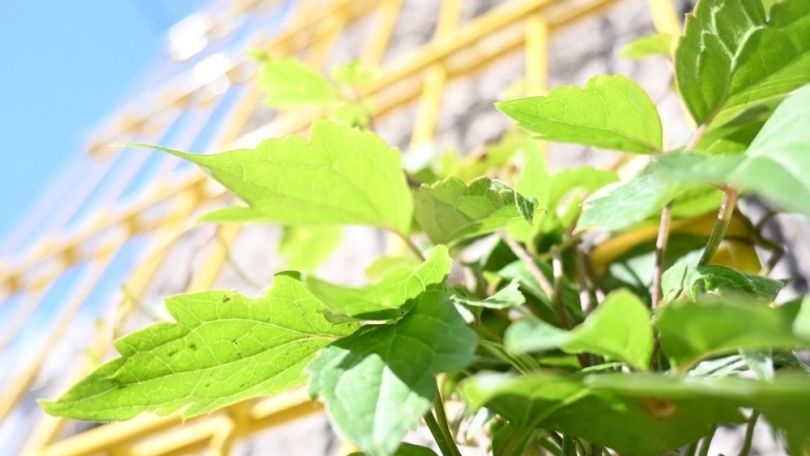 Eine grüne Pflanze im Sonnenschein, dahiner ist ein Stück blauer Himmerl und ein Rankgitter zu erkennen.