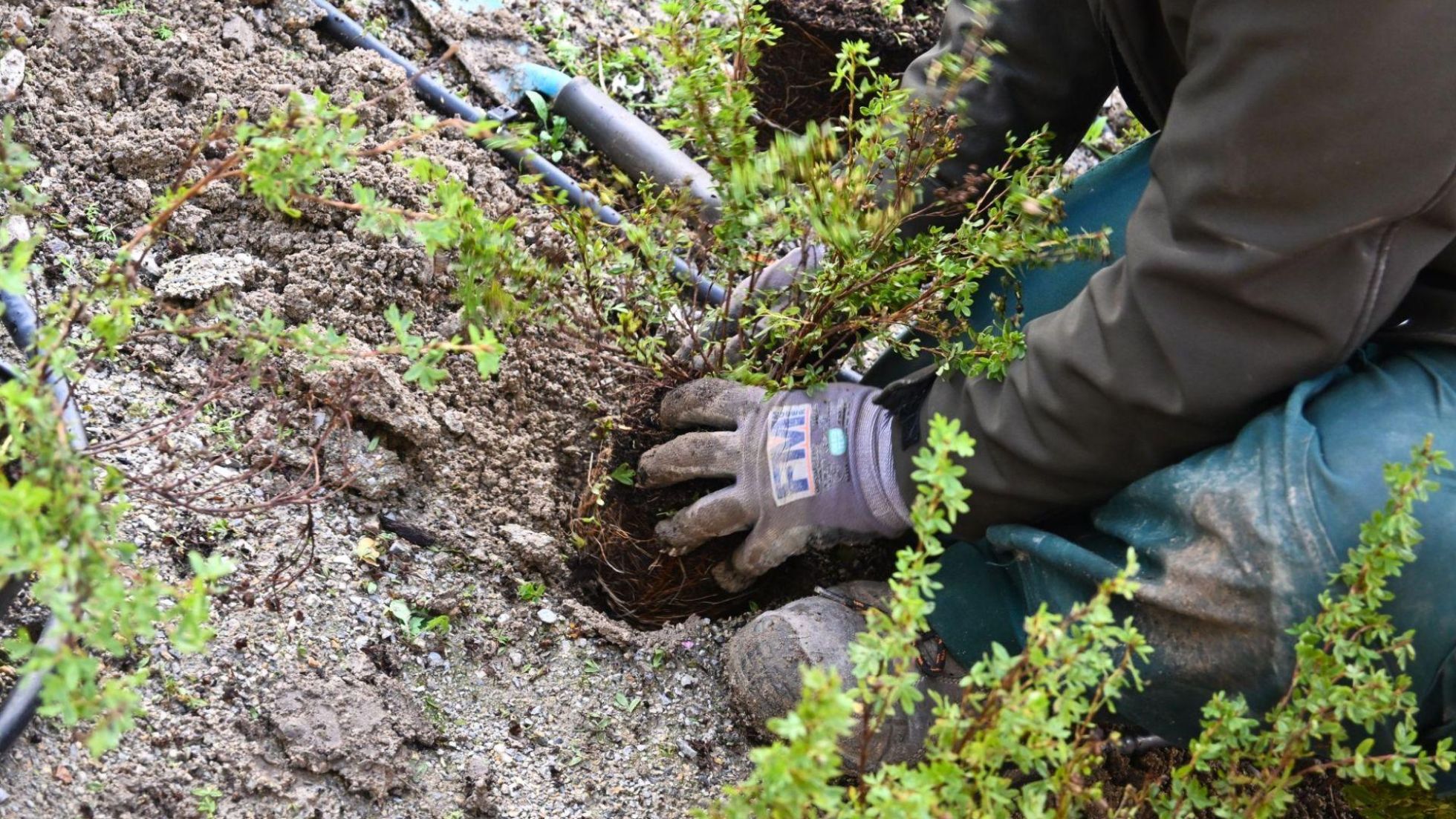 Beete bekommen neue Pflanzen.