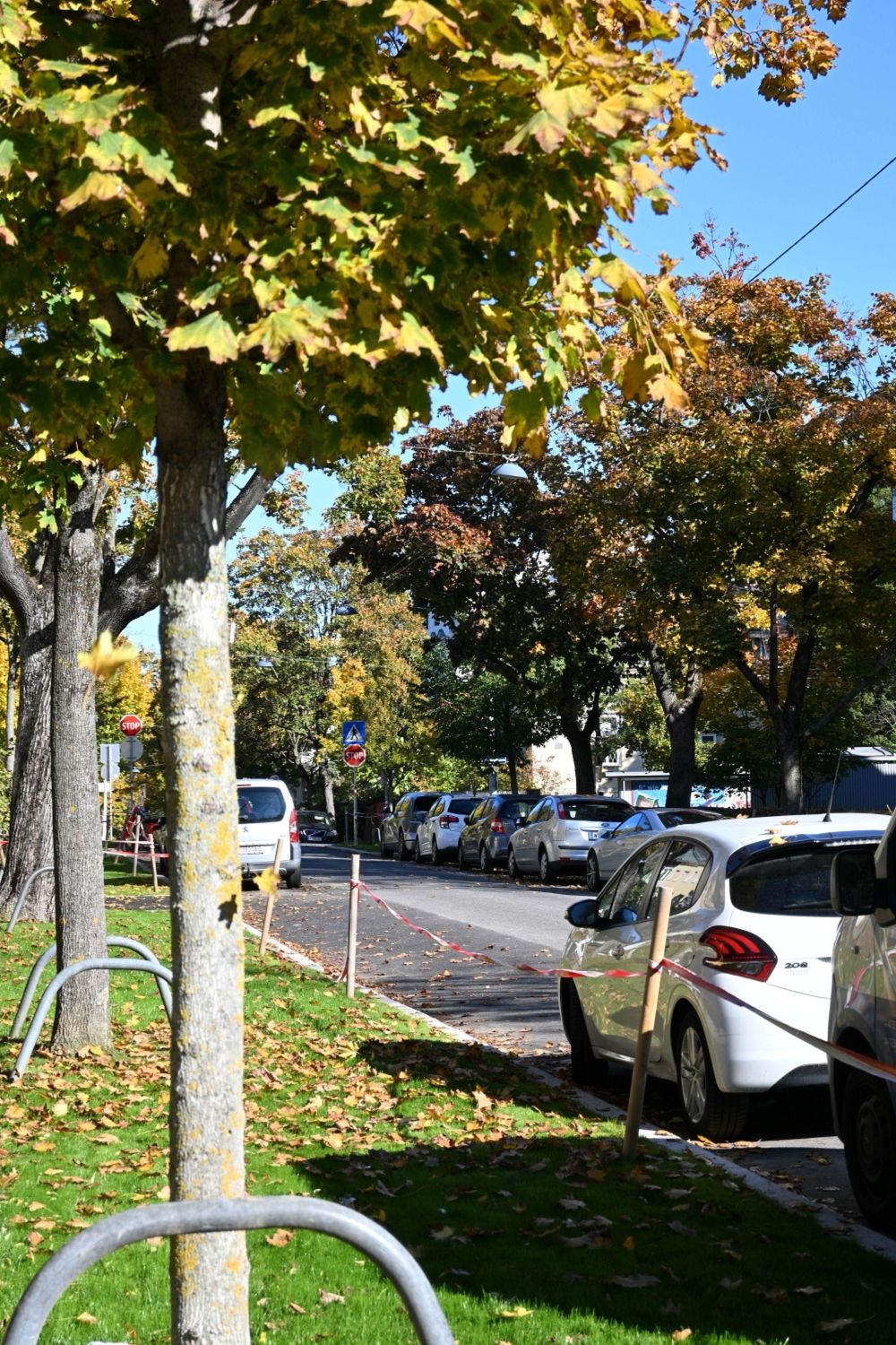 Währing ist geprägt von alten Alleen - wie hier in der Alsegger Straße. Grüne Alle neben einer Straße mit geparkten Autos.