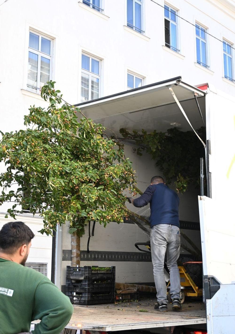 Mann transportiert Baum im Transporter