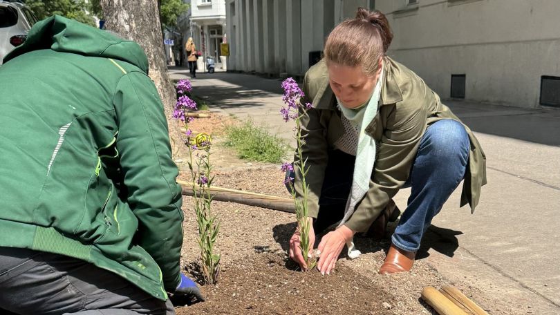 copyright: BV 20 Bezirksvorsteherin Dubravac-Widholm beim Einsetzen einer Pflanze in ein Beet