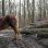 Pferd im Wald
