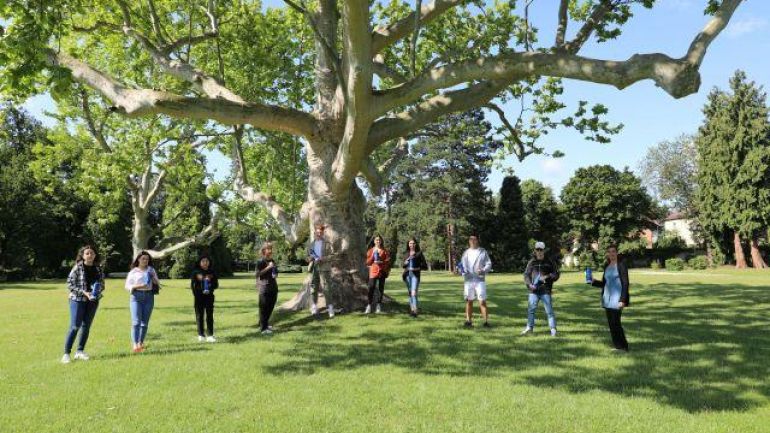 Mehrere Personen stehen um einen Riesenbaum herum