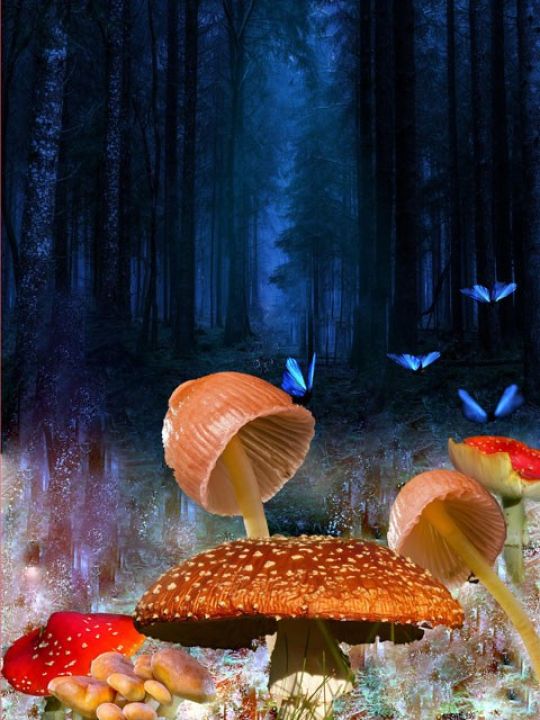 copyright: Modeschule Hetzendorf - Emilia von Bargen, 3. Jahrgang Plakat mit verschiedenen Pilzen und ein paar Schmetterlingen im Vordergrund und einem dunklen Wald im Hintergrund