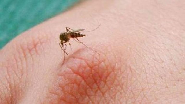 copyright: W24 - Laila Daneshmandi Stechende Gelse auf einem Handrücken