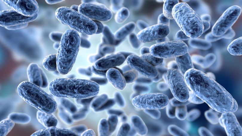 copyright: iStock Bacteria Bordetella pertussis, 3D illustration. Gram-negative coccobacilli bacteria which cause children infection whooping cough