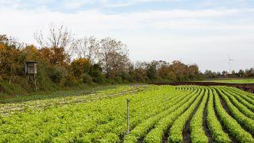 Landwirtschaftliche Fläche