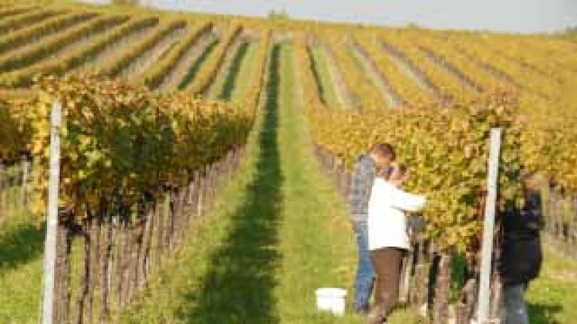 Weinlese am Bisamberg