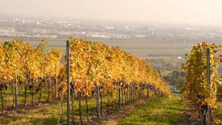 Weinreben am Bisamberg, im Hintergrund zu sehen die Stadt Wien