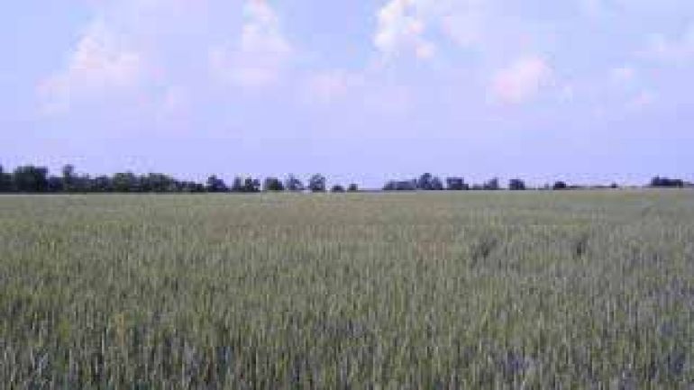 copyright: Elisabeth Maschat Die Weite des Marchfelds - Felder und Wildheckenstreifen als Windschutz
