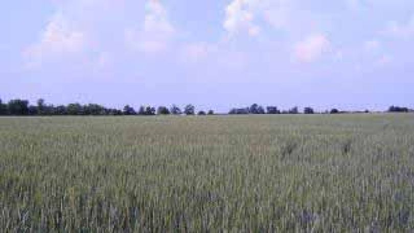 copyright: Elisabeth Maschat Die Weite des Marchfelds - Felder und Wildheckenstreifen als Windschutz