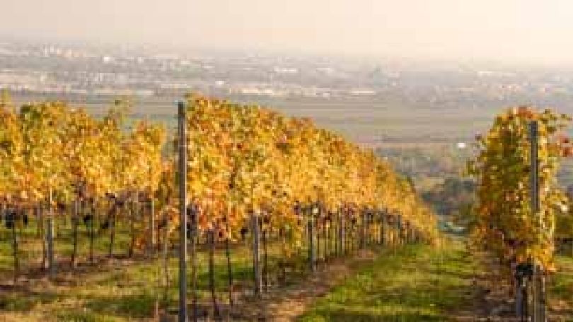 Weinreben am Bisamberg, im Hintergrund zu sehen die Stadt Wien