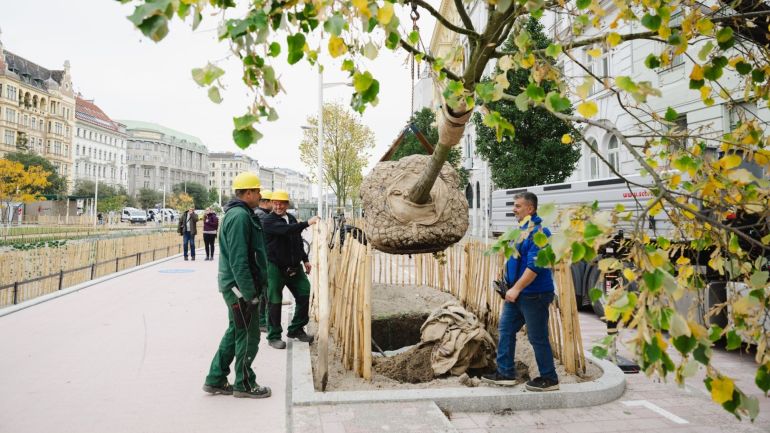 copyright: Stadt Wien/Luiza Puiu 3 Männer in Arbeitskleidung pflanzen einen großen Baum im Stadtgebiet, daneben ein Gehweg.