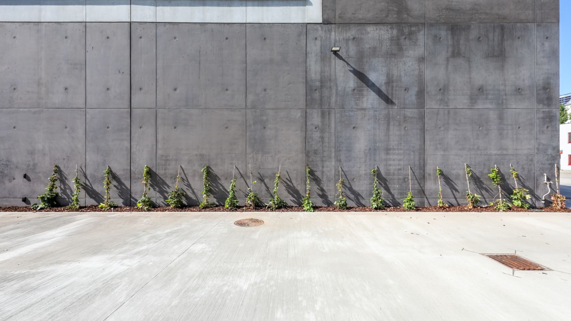 Begrünung der Sichtbeton-Fassade