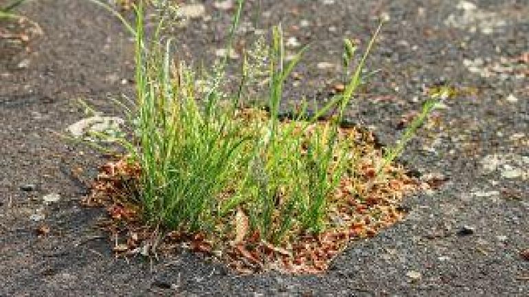 Gras durchbricht Asphalt