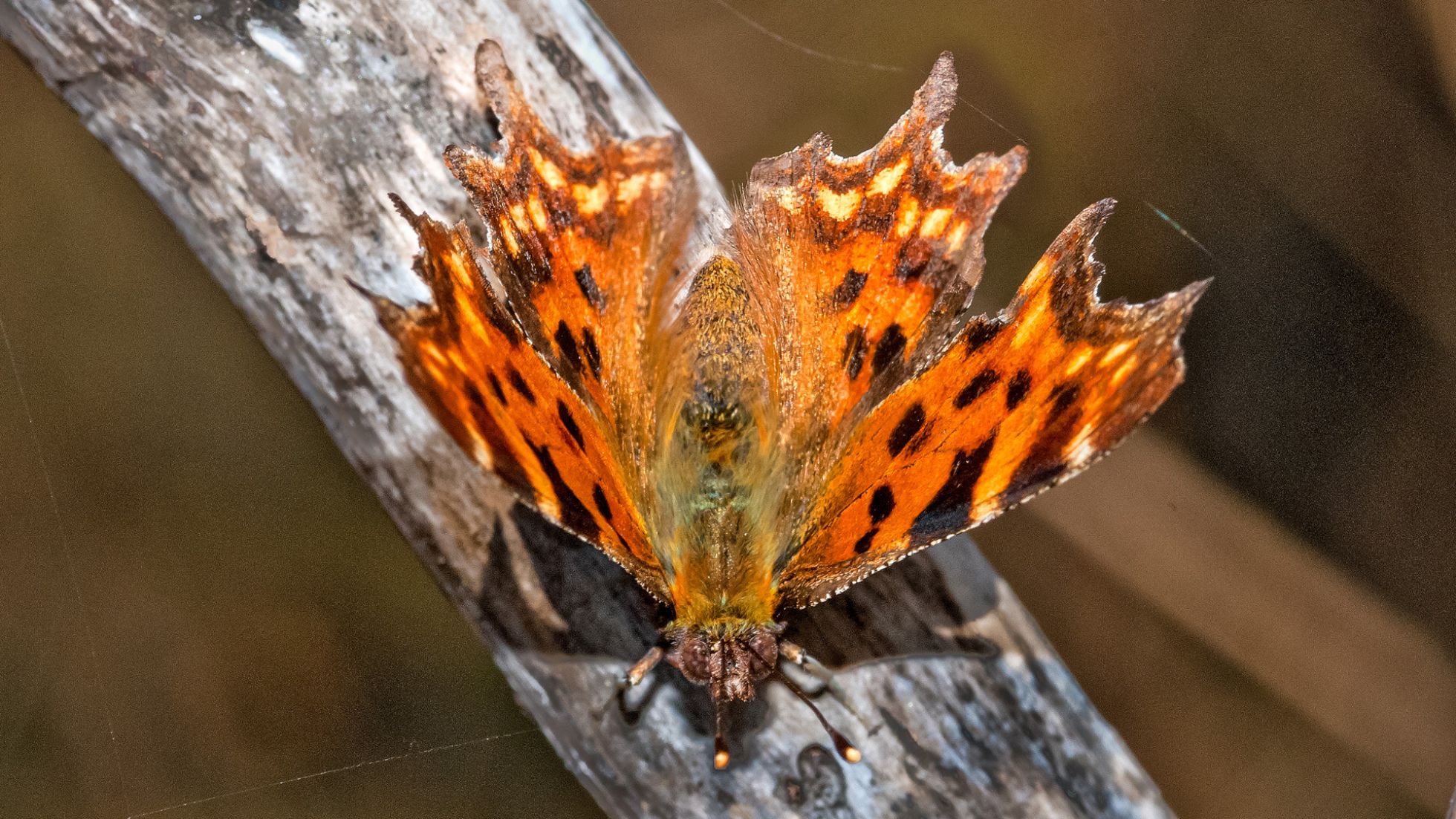 copyright: Adolf Schatten, naturlandschaftenwiens.com Nahaufnahme Schmetterling