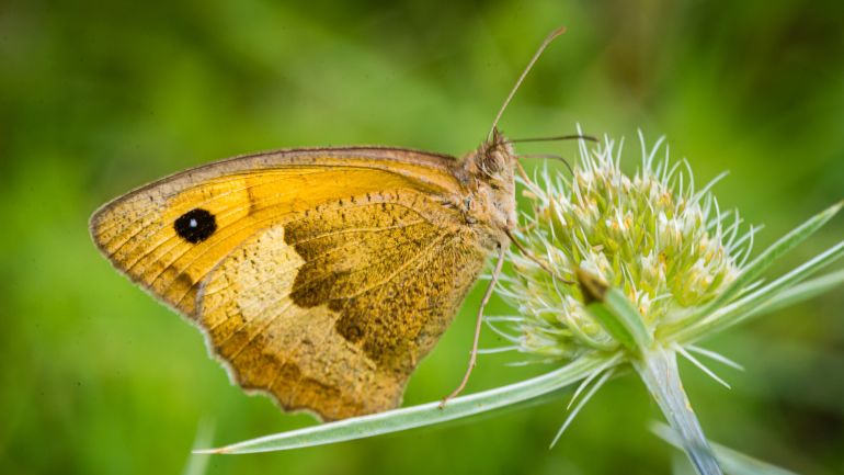 Nahaufnahme Schmetterling