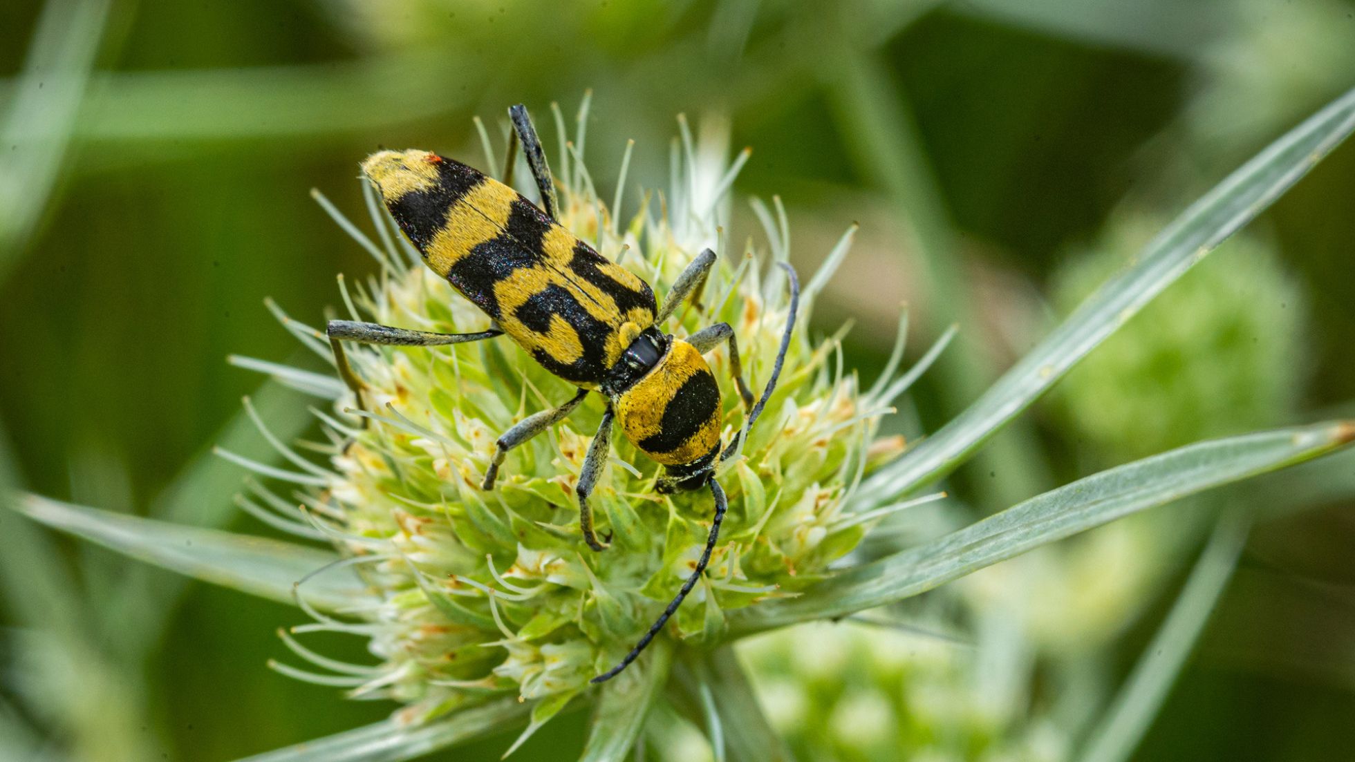 Nahaufnahme, gelb-schwarzes Insekt