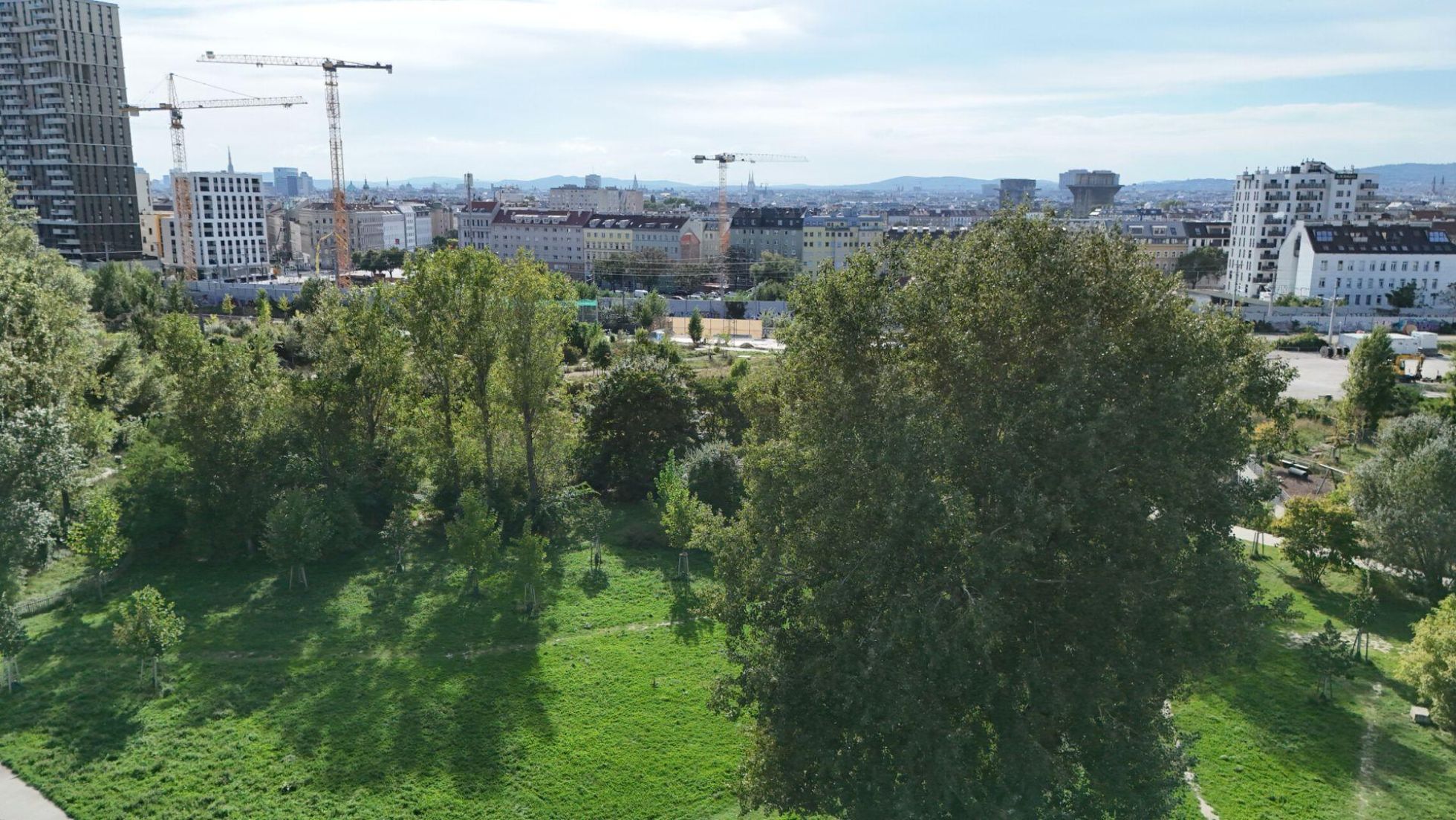 Grünfläche mit Bäumen, dahinter Gebäude und Kräne.