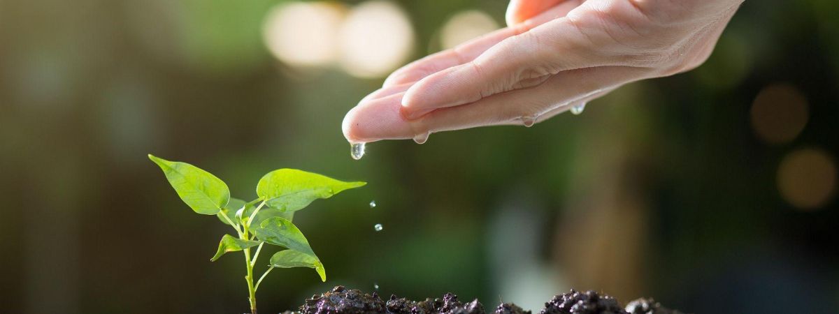 copyright: Pixabay / thophilong Eine Hand träufelt Wasser auf eine junge Pflanze in der Erde.