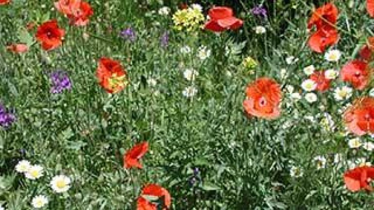 Wildblumen in einer Wiese