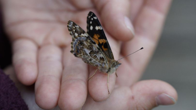 copyright: Pixabay / Efraimstochter Schmetterling krabbelt auf einer Hand.