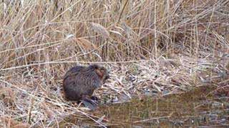 ein Biber an einem Teich