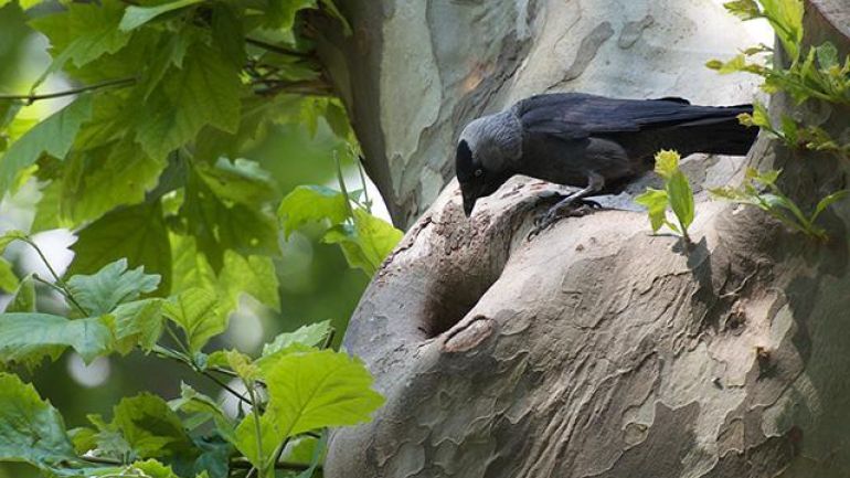 copyright: David Hoi Schwarzer Vogel auf Baumstamm