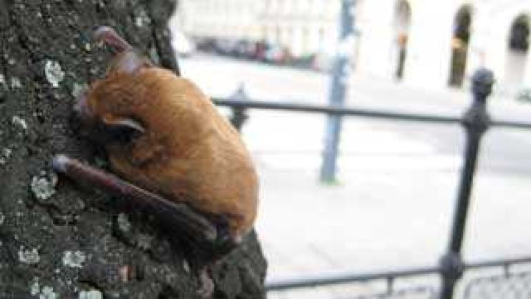 Fledermaus auf einem Baum